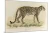 A Male Leopard-null-Mounted Giclee Print