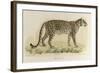 A Male Leopard-null-Framed Giclee Print