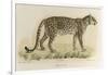 A Male Leopard-null-Framed Giclee Print