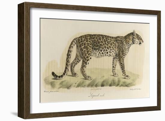 A Male Leopard-null-Framed Giclee Print