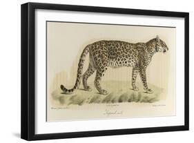 A Male Leopard-null-Framed Giclee Print