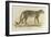 A Male Leopard-null-Framed Giclee Print