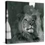 A Male Lion at London Zoo in 1929 (B/W Photo)-Frederick William Bond-Stretched Canvas