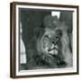 A Male Lion at London Zoo in 1929 (B/W Photo)-Frederick William Bond-Framed Giclee Print