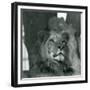 A Male Lion at London Zoo in 1929 (B/W Photo)-Frederick William Bond-Framed Giclee Print