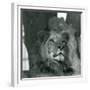 A Male Lion at London Zoo in 1929 (B/W Photo)-Frederick William Bond-Framed Giclee Print