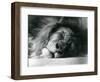 A Male Lion Sleeping in His Enclosure at London Zoo in 1924 (B/W Photo)-Frederick William Bond-Framed Giclee Print