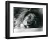 A Male Lion Sleeping in His Enclosure at London Zoo in 1924 (B/W Photo)-Frederick William Bond-Framed Giclee Print