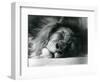 A Male Lion Sleeping in His Enclosure at London Zoo in 1924 (B/W Photo)-Frederick William Bond-Framed Giclee Print