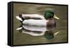 A Male Mallard on a Small Pond in Southern California-Neil Losin-Framed Stretched Canvas