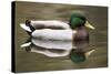 A Male Mallard on a Small Pond in Southern California-Neil Losin-Stretched Canvas