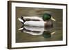 A Male Mallard on a Small Pond in Southern California-Neil Losin-Framed Photographic Print