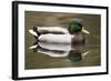 A Male Mallard on a Small Pond in Southern California-Neil Losin-Framed Photographic Print