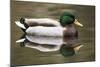 A Male Mallard on a Small Pond in Southern California-Neil Losin-Mounted Photographic Print