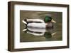 A Male Mallard on a Small Pond in Southern California-Neil Losin-Framed Photographic Print