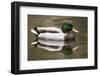 A Male Mallard on a Small Pond in Southern California-Neil Losin-Framed Photographic Print