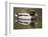 A Male Mallard on a Small Pond in Southern California-Neil Losin-Framed Photographic Print