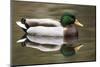 A Male Mallard on a Small Pond in Southern California-Neil Losin-Mounted Photographic Print