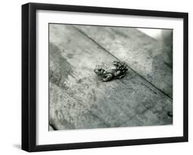 A Male Midwife Toad, Carrying Fertilised Eggs on His Back, London Zoo, September 1921-Frederick William Bond-Framed Photographic Print