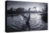 A Male Mute Swan in a Pond Stretches His Wings in Ibirapuera Park-Alex Saberi-Stretched Canvas