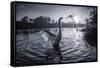 A Male Mute Swan in a Pond Stretches His Wings in Ibirapuera Park-Alex Saberi-Framed Stretched Canvas