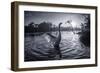 A Male Mute Swan in a Pond Stretches His Wings in Ibirapuera Park-Alex Saberi-Framed Photographic Print