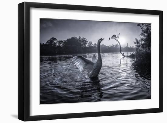 A Male Mute Swan in a Pond Stretches His Wings in Ibirapuera Park-Alex Saberi-Framed Photographic Print