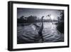 A Male Mute Swan in a Pond Stretches His Wings in Ibirapuera Park-Alex Saberi-Framed Photographic Print