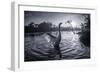 A Male Mute Swan in a Pond Stretches His Wings in Ibirapuera Park-Alex Saberi-Framed Photographic Print