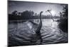 A Male Mute Swan in a Pond Stretches His Wings in Ibirapuera Park-Alex Saberi-Mounted Photographic Print