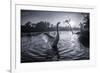 A Male Mute Swan in a Pond Stretches His Wings in Ibirapuera Park-Alex Saberi-Framed Photographic Print