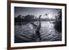 A Male Mute Swan in a Pond Stretches His Wings in Ibirapuera Park-Alex Saberi-Framed Photographic Print