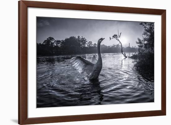 A Male Mute Swan in a Pond Stretches His Wings in Ibirapuera Park-Alex Saberi-Framed Photographic Print