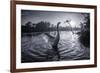 A Male Mute Swan in a Pond Stretches His Wings in Ibirapuera Park-Alex Saberi-Framed Photographic Print