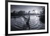 A Male Mute Swan in a Pond Stretches His Wings in Ibirapuera Park-Alex Saberi-Framed Photographic Print