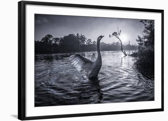 A Male Mute Swan in a Pond Stretches His Wings in Ibirapuera Park-Alex Saberi-Framed Photographic Print