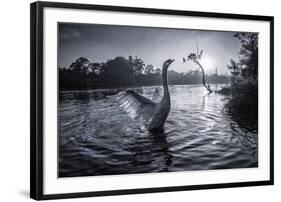 A Male Mute Swan in a Pond Stretches His Wings in Ibirapuera Park-Alex Saberi-Framed Photographic Print