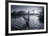 A Male Mute Swan in a Pond Stretches His Wings in Ibirapuera Park-Alex Saberi-Framed Photographic Print