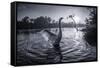 A Male Mute Swan in a Pond Stretches His Wings in Ibirapuera Park-Alex Saberi-Framed Stretched Canvas