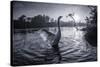 A Male Mute Swan in a Pond Stretches His Wings in Ibirapuera Park-Alex Saberi-Stretched Canvas