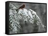 A Male Northern Cardinal Sits on a Pine Branch in Bainbridge Township, Ohio, January 24, 2007-Amy Sancetta-Framed Stretched Canvas