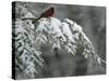 A Male Northern Cardinal Sits on a Pine Branch in Bainbridge Township, Ohio, January 24, 2007-Amy Sancetta-Stretched Canvas