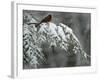 A Male Northern Cardinal Sits on a Pine Branch in Bainbridge Township, Ohio, January 24, 2007-Amy Sancetta-Framed Photographic Print