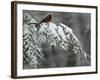 A Male Northern Cardinal Sits on a Pine Branch in Bainbridge Township, Ohio, January 24, 2007-Amy Sancetta-Framed Photographic Print