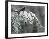 A Male Northern Cardinal Sits on a Pine Branch in Bainbridge Township, Ohio, January 24, 2007-Amy Sancetta-Framed Photographic Print