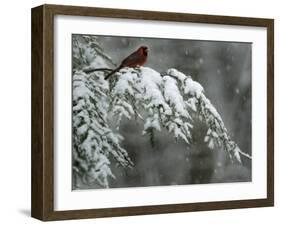 A Male Northern Cardinal Sits on a Pine Branch in Bainbridge Township, Ohio, January 24, 2007-Amy Sancetta-Framed Photographic Print