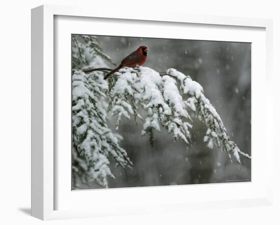 A Male Northern Cardinal Sits on a Pine Branch in Bainbridge Township, Ohio, January 24, 2007-Amy Sancetta-Framed Photographic Print