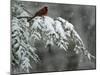 A Male Northern Cardinal Sits on a Pine Branch in Bainbridge Township, Ohio, January 24, 2007-Amy Sancetta-Mounted Photographic Print