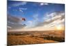 A Male Paraglider Paraglides Above Rolling Farm Lands at Sunset Near Moscow, Idaho-Ben Herndon-Mounted Photographic Print
