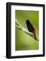 A Male Passeriniõs Tanager at La Selva Biological Station, Costa Rica-Neil Losin-Framed Photographic Print